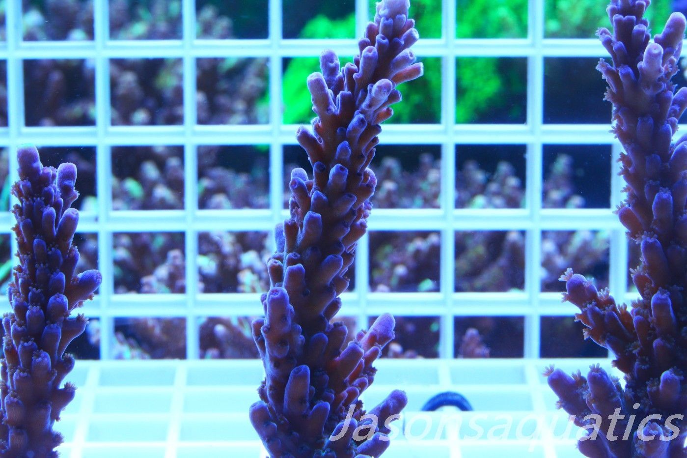 Acropora WWC Yellow Tip,Large Frag, Frag G Acropora WWC Yellow Tip,Large Frag, Frag G