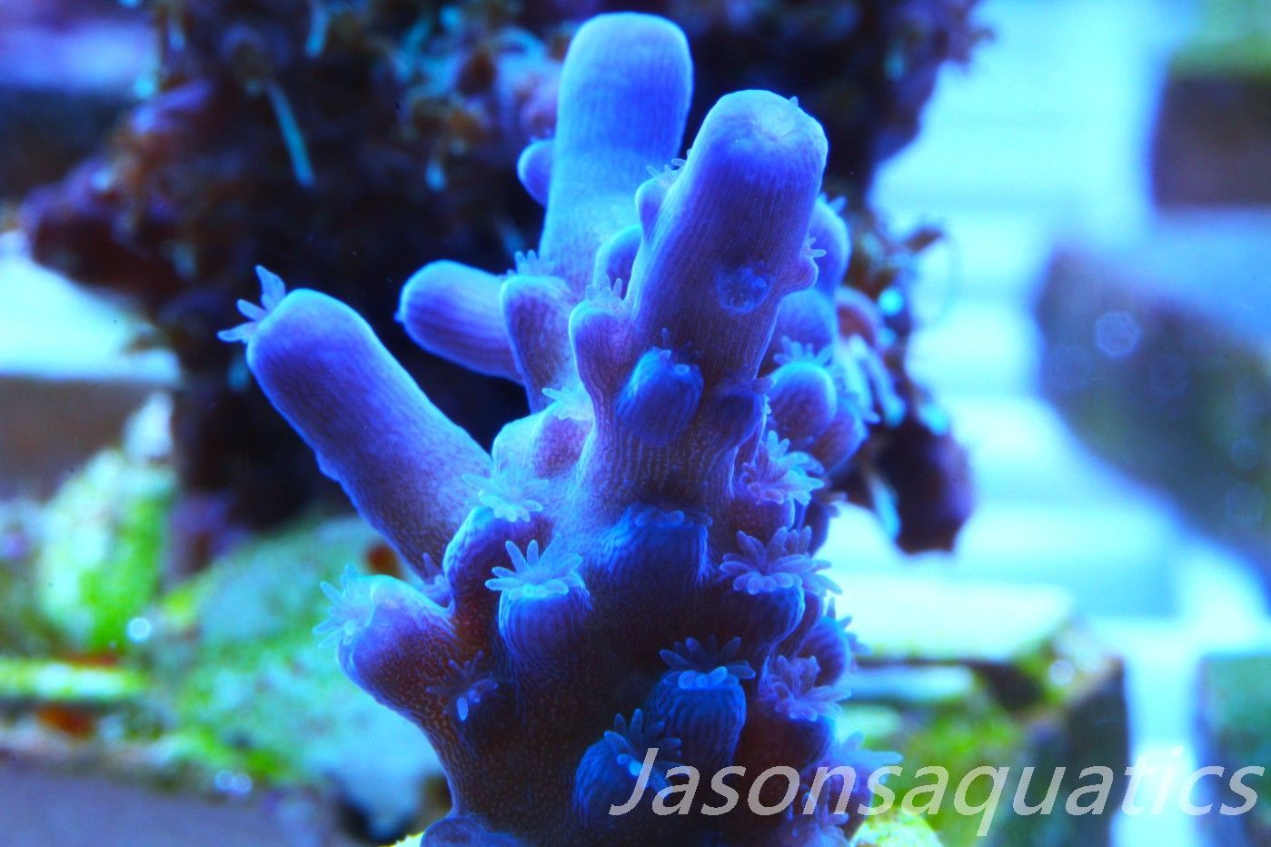 Acropora Oregon Tort Frag F Acropora Oregon Tort Frag F
