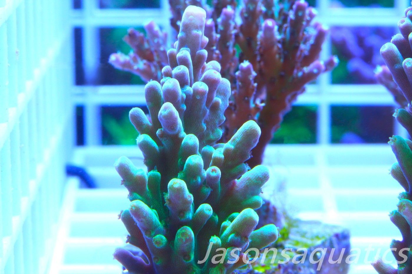 Acropora Frog Skin Frag G