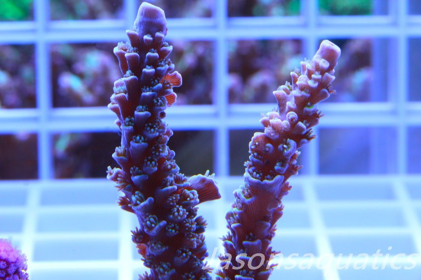 Acropora, JA Luigi Hoeksamai.Pink Tips with Dayglow Inner Corallites Frag F Acropora, JA Luigi Hoeksamai.Pink Tips with Dayglow Inner Corallites Frag F