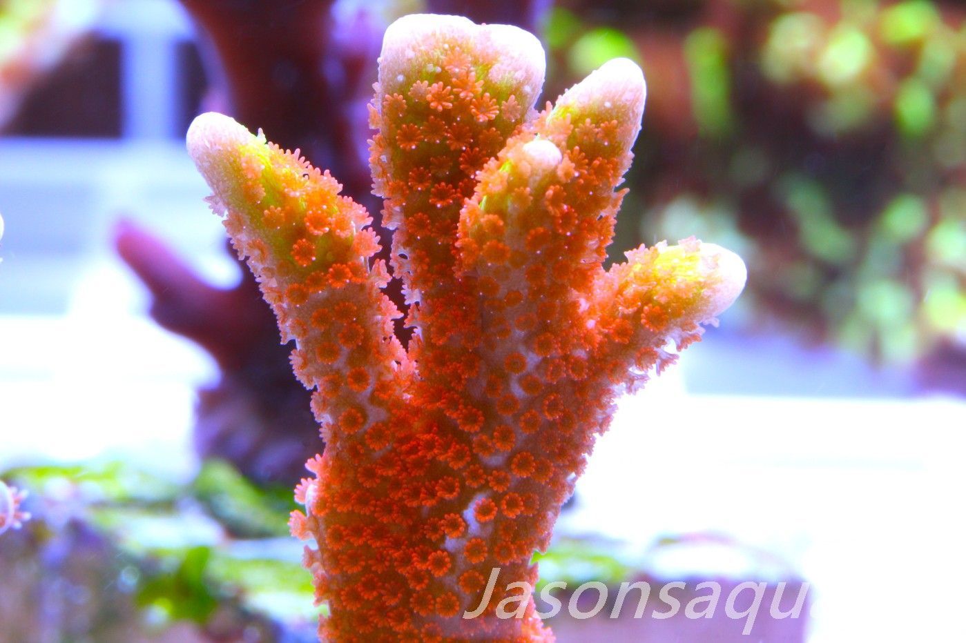 Montipora, Bright Orange forest fire green tip Digitata Frag A Montipora, Bright Orange forest fire green tip Digitata Frag A