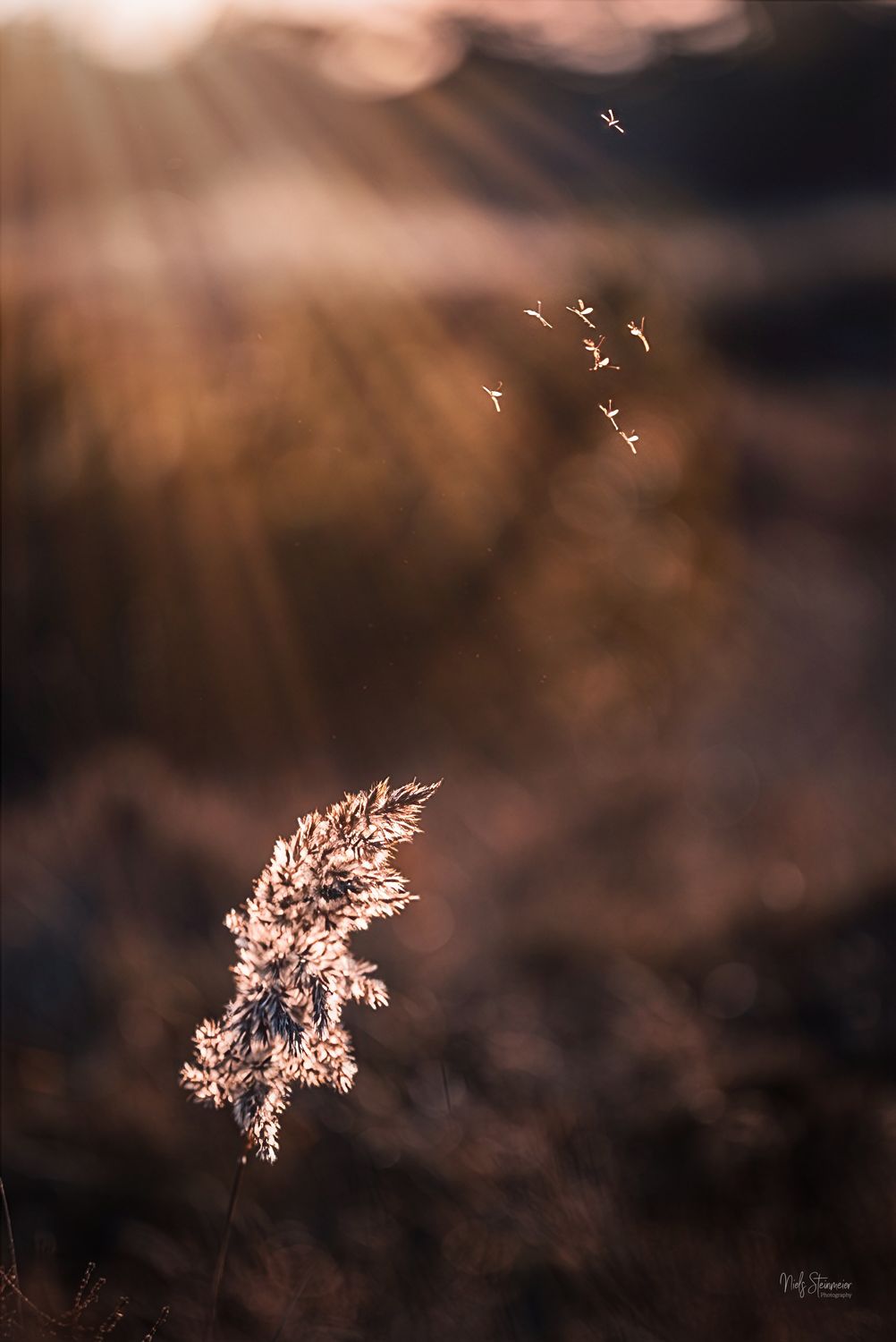 Last Light, Still Breathing