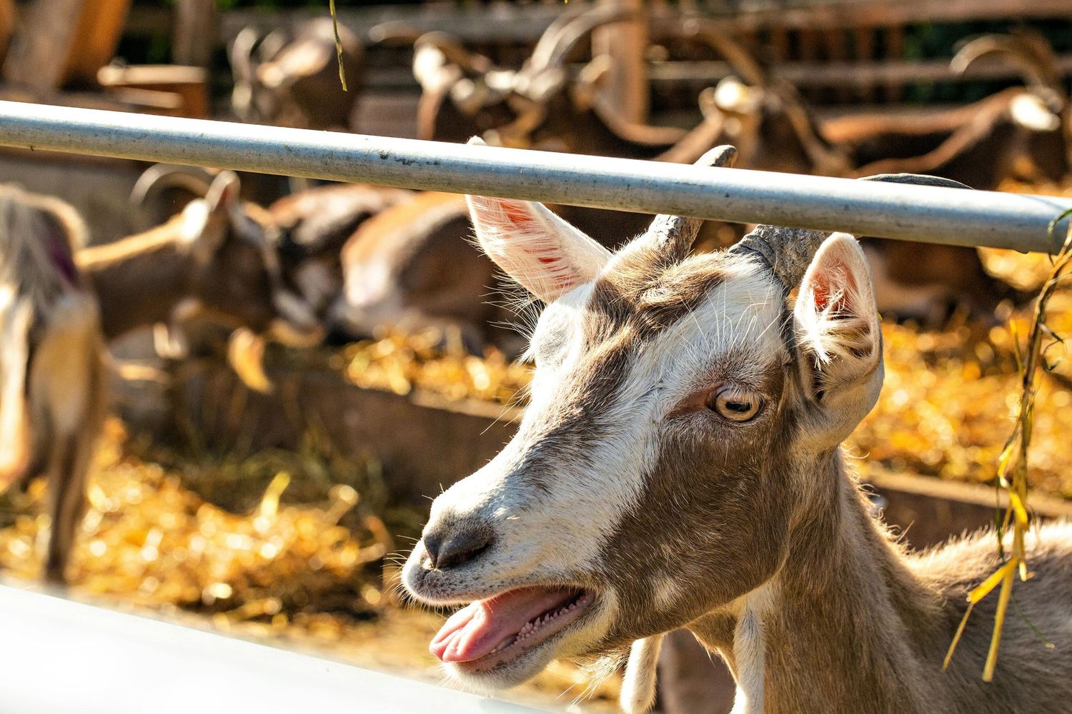 Ticket voor de Bockbieren proeverij van donderdag 8 oktober 2026