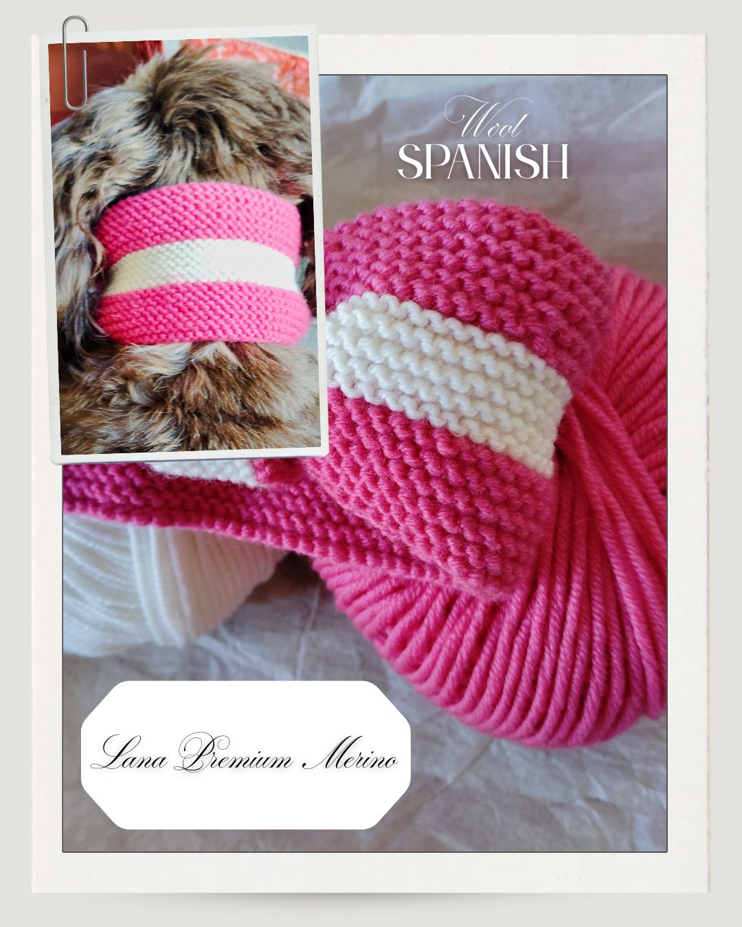 Premium - Maltese Pink and white