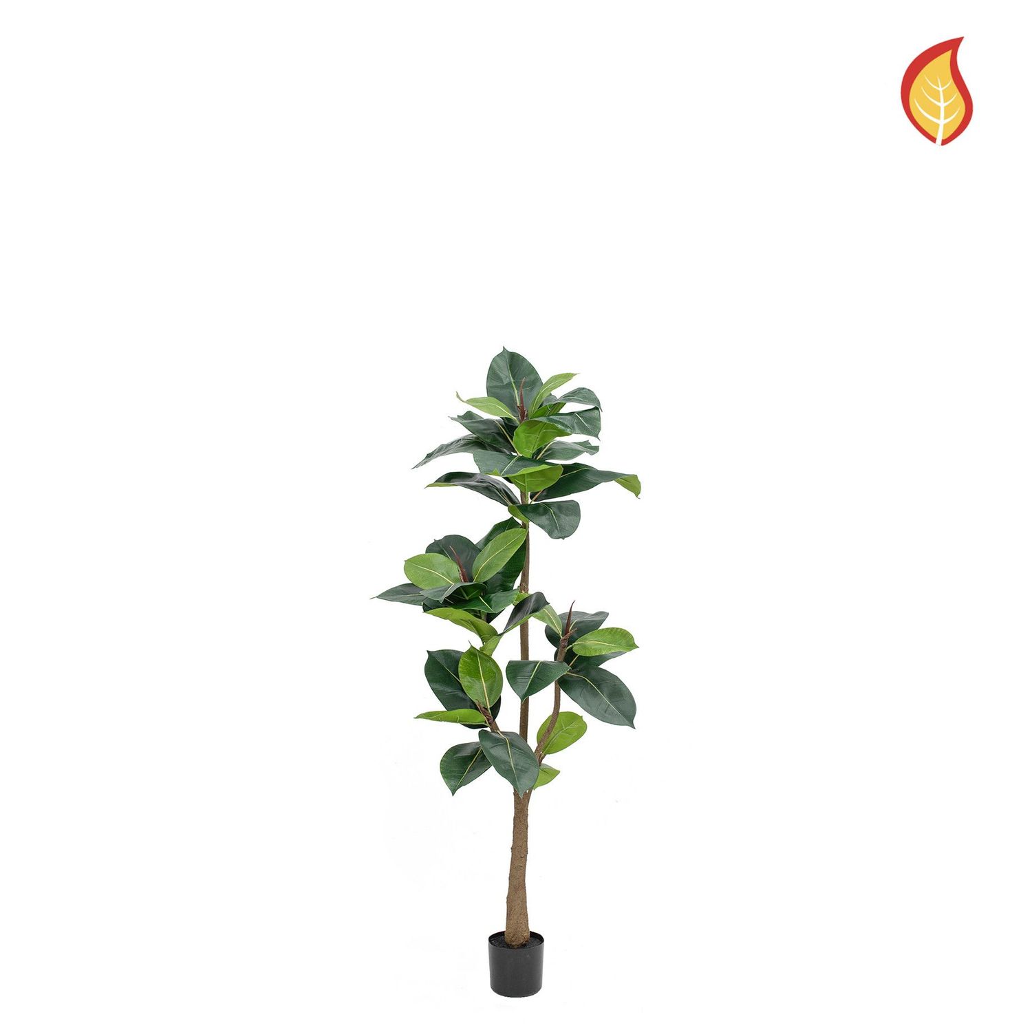 Ficus Elastica 160cm (available in 2 sizes)