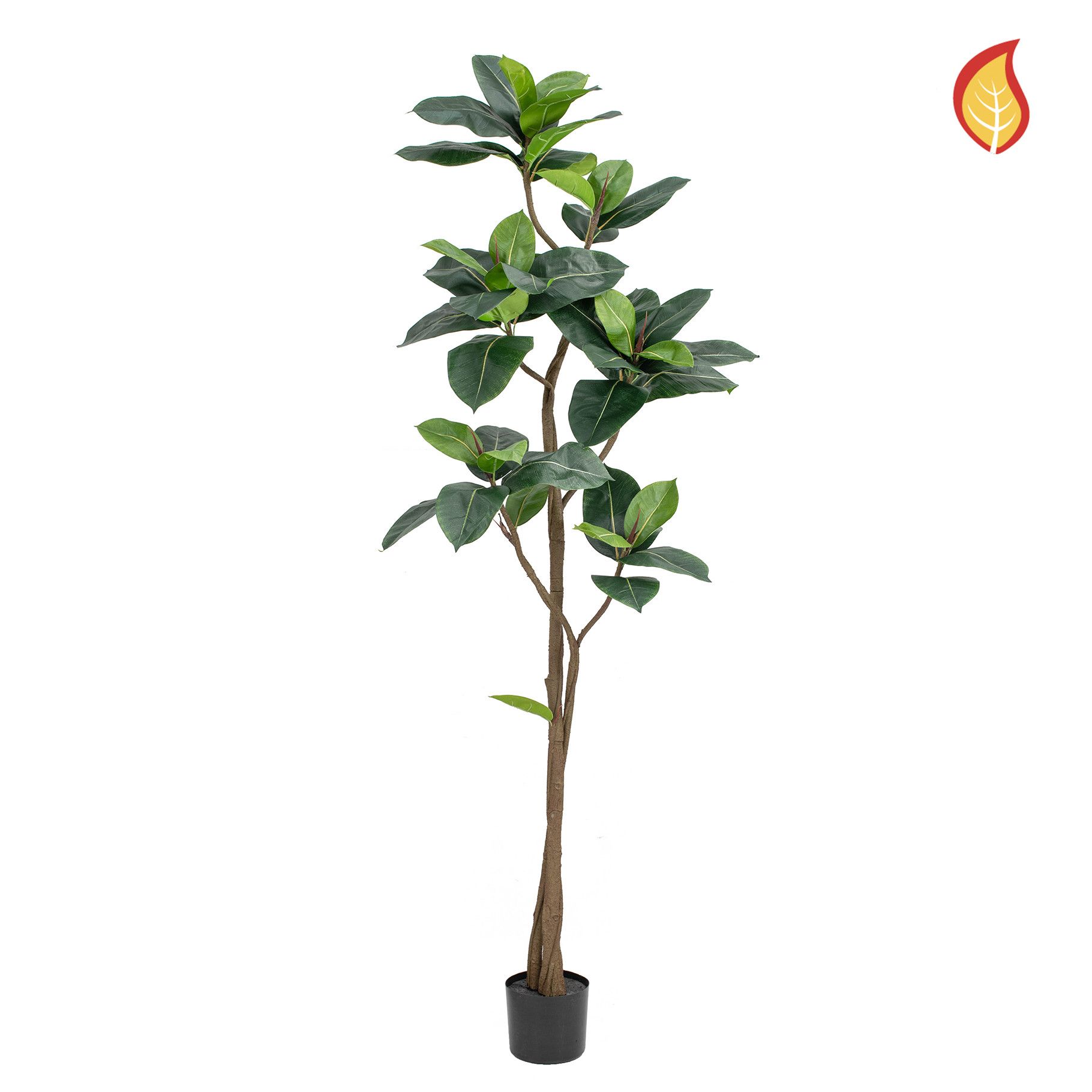 Ficus Elastica 160cm (available in 2 sizes)