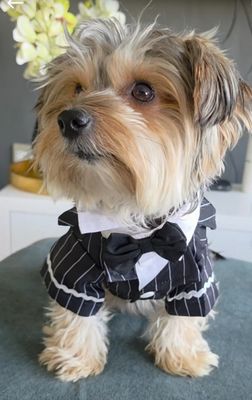 Stylish Pet Taxido Stylish Pet Taxido