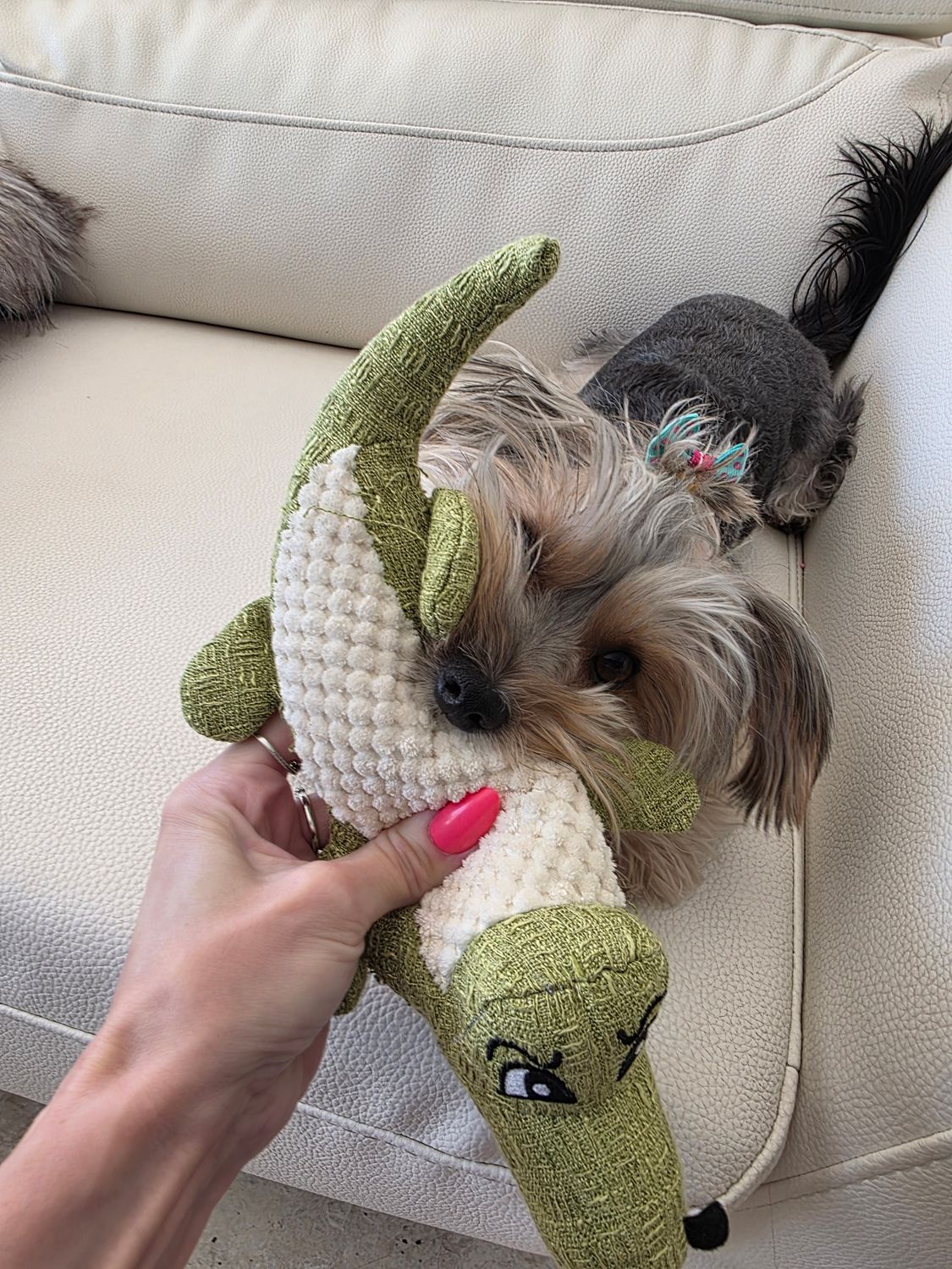 Freddy Lizzard Crocodile Pet Squeaky Toy-Green