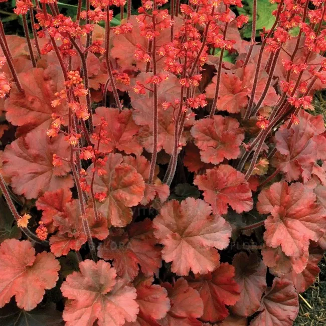 Żurawka Cherry Cola - Heuchera 