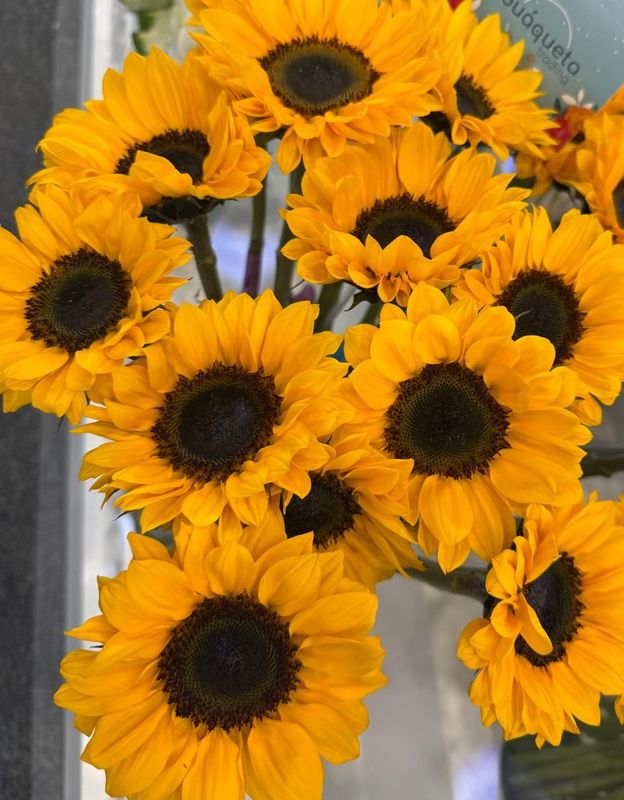 Girasol