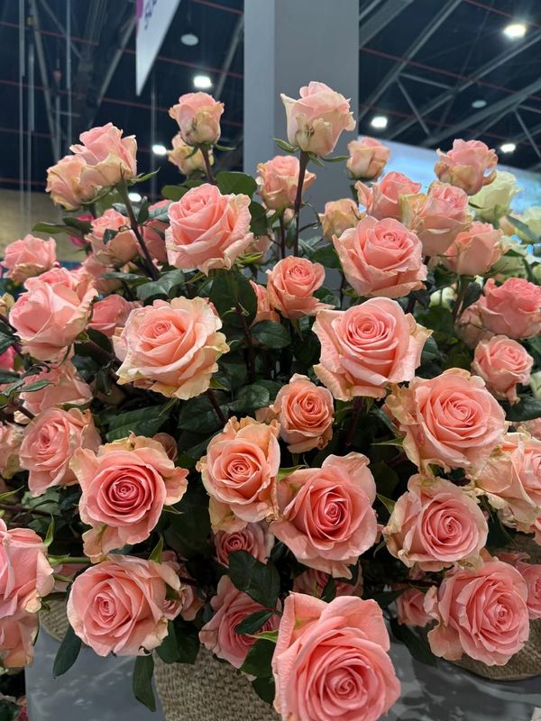 Rosas rosadas por docena