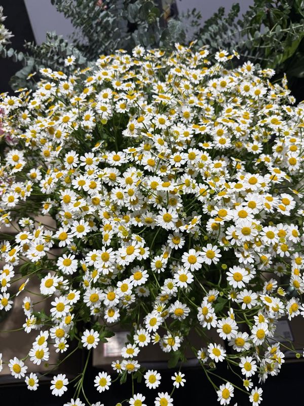 Matricaria