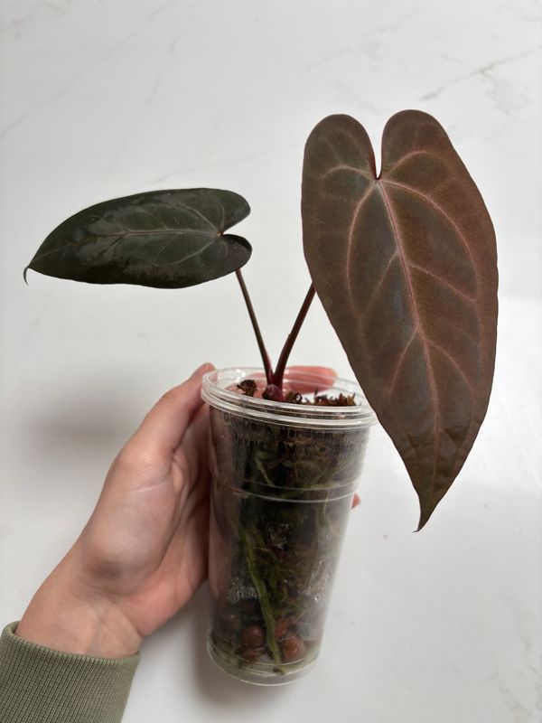 Anthurium (DH x RVC) x (Purple BVIT x Zara Michelle)