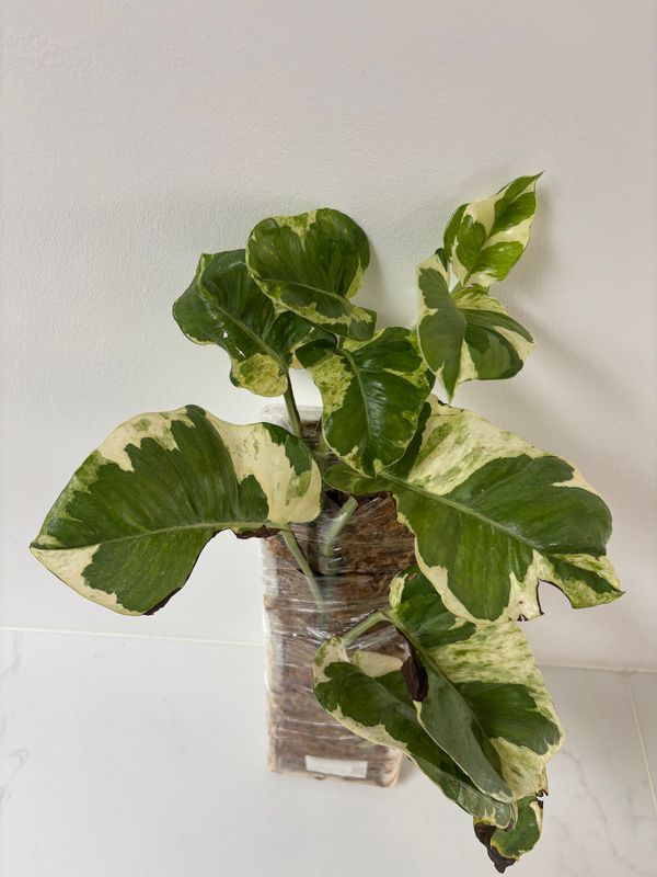 Epipremnum Manjula