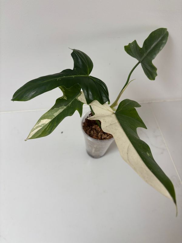 Philodendron Golden Dragon