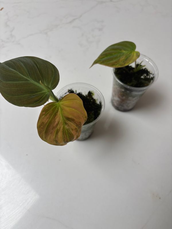 Philodendron Micans Aurea