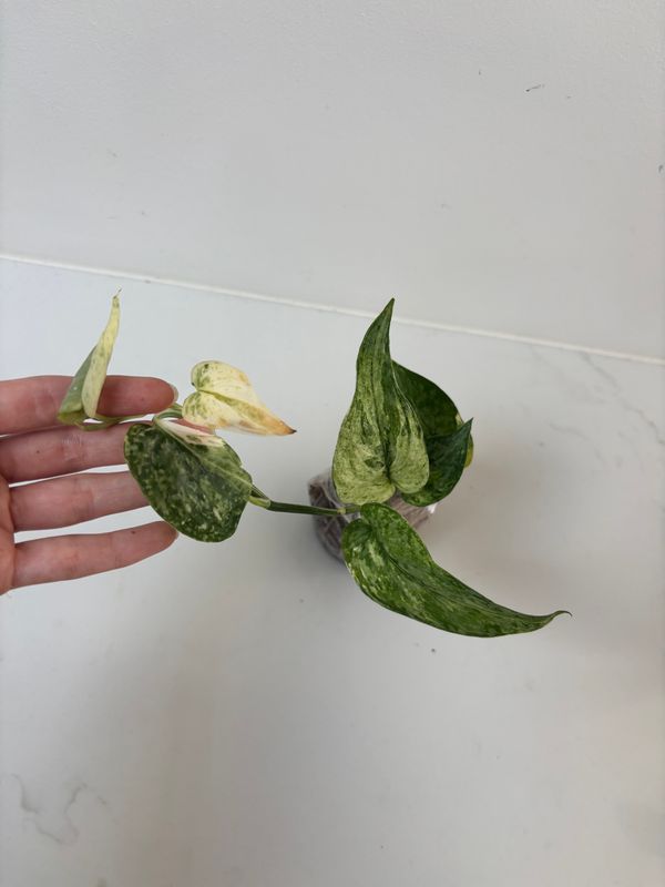 Scindapsus Leopard Variegata