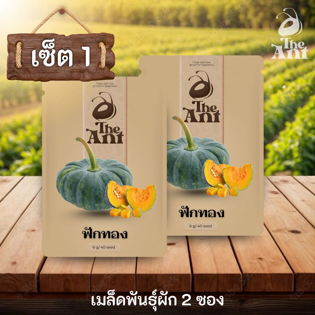 ( ซื้อ 1 แถม 1 ) เมล็ดพันธุ์ฟักทอง