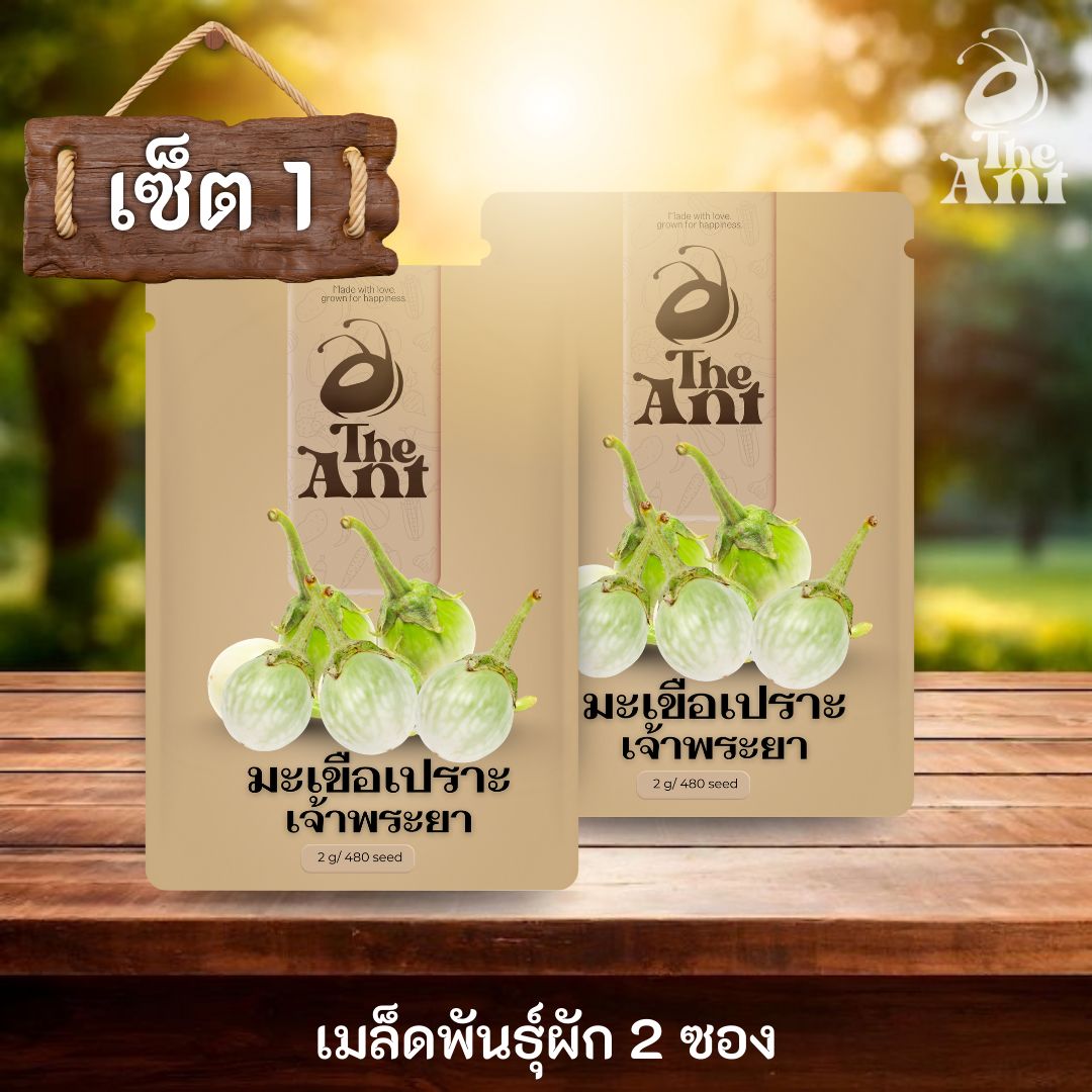 ( ซื้อ 1 แถม 1 ) เมล็ดพันธุ์มะเขือเปราะเจ้าพระยา