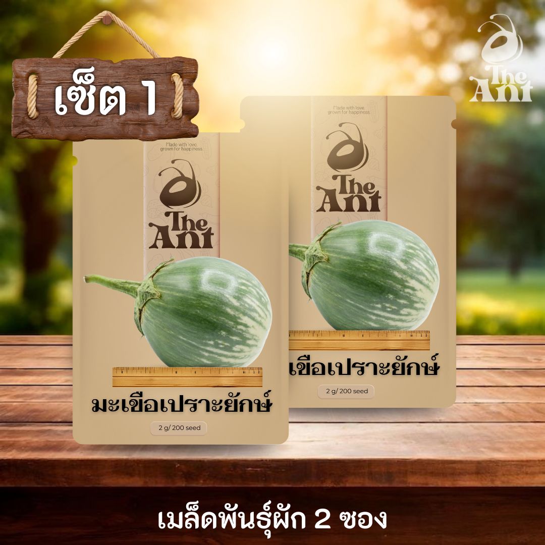 ( ซื้อ 1 แถม 1 ) เมล็ดพันธุ์มะเขือเปราะยักษ์