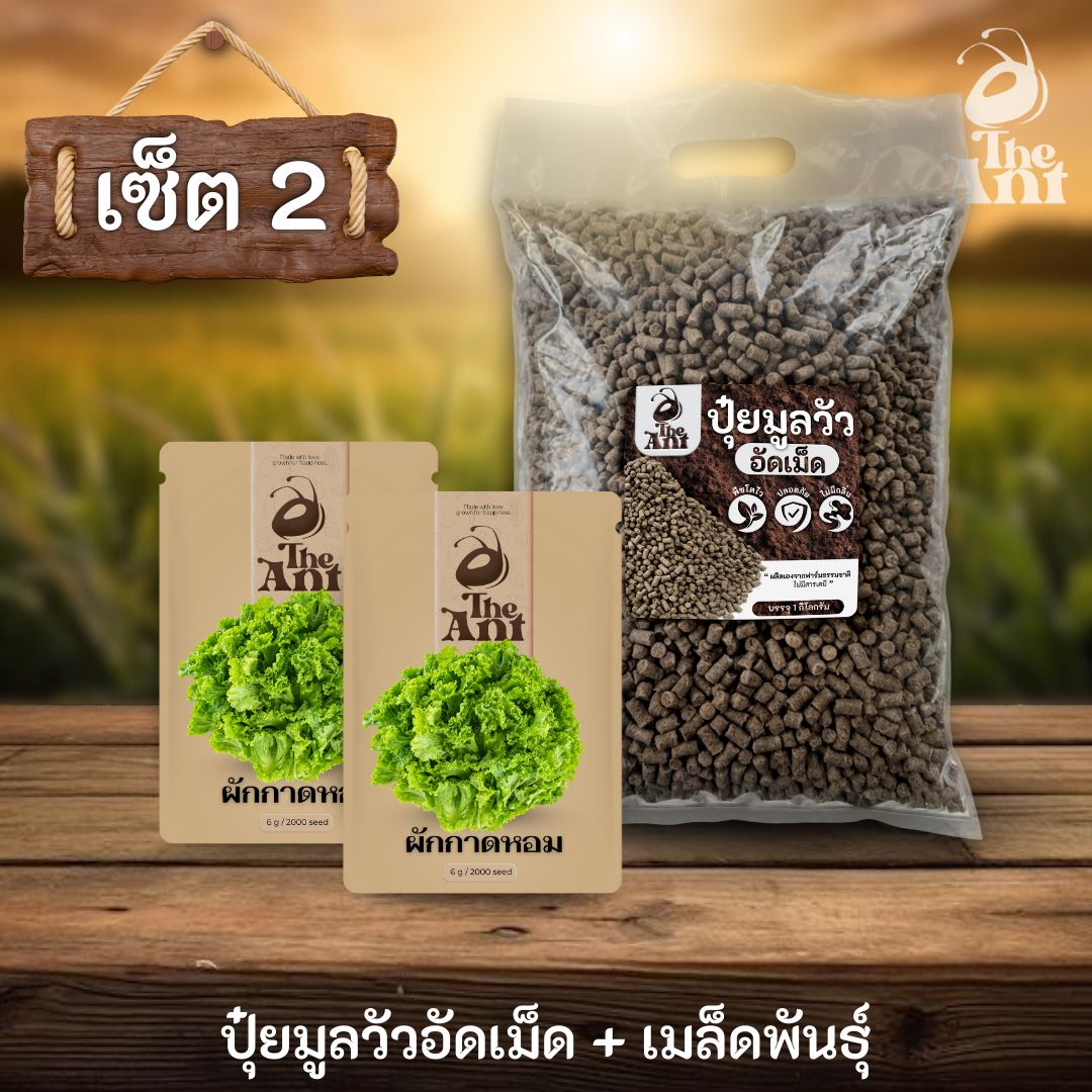 ชุดเซตปลูกผัก เมล็ดพันธุ์ผักกาดหอม 2 ซอง คู่ปุ๋ยมูลวัวอัดเม็ด 1 กก. - พืชโตไว ปลอดภัย ไร้กลิ่น