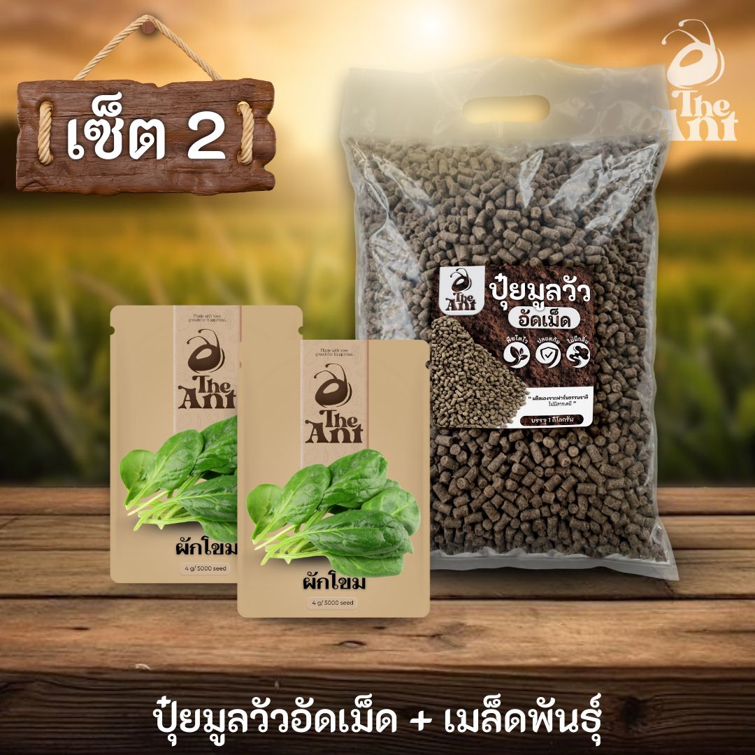 ชุดเซตปลูกผัก เมล็ดพันธุ์ผักโขม 2 ซอง คู่ปุ๋ยมูลวัวอัดเม็ด 1 กก. - พืชโตไว ปลอดภัย ไร้กลิ่น