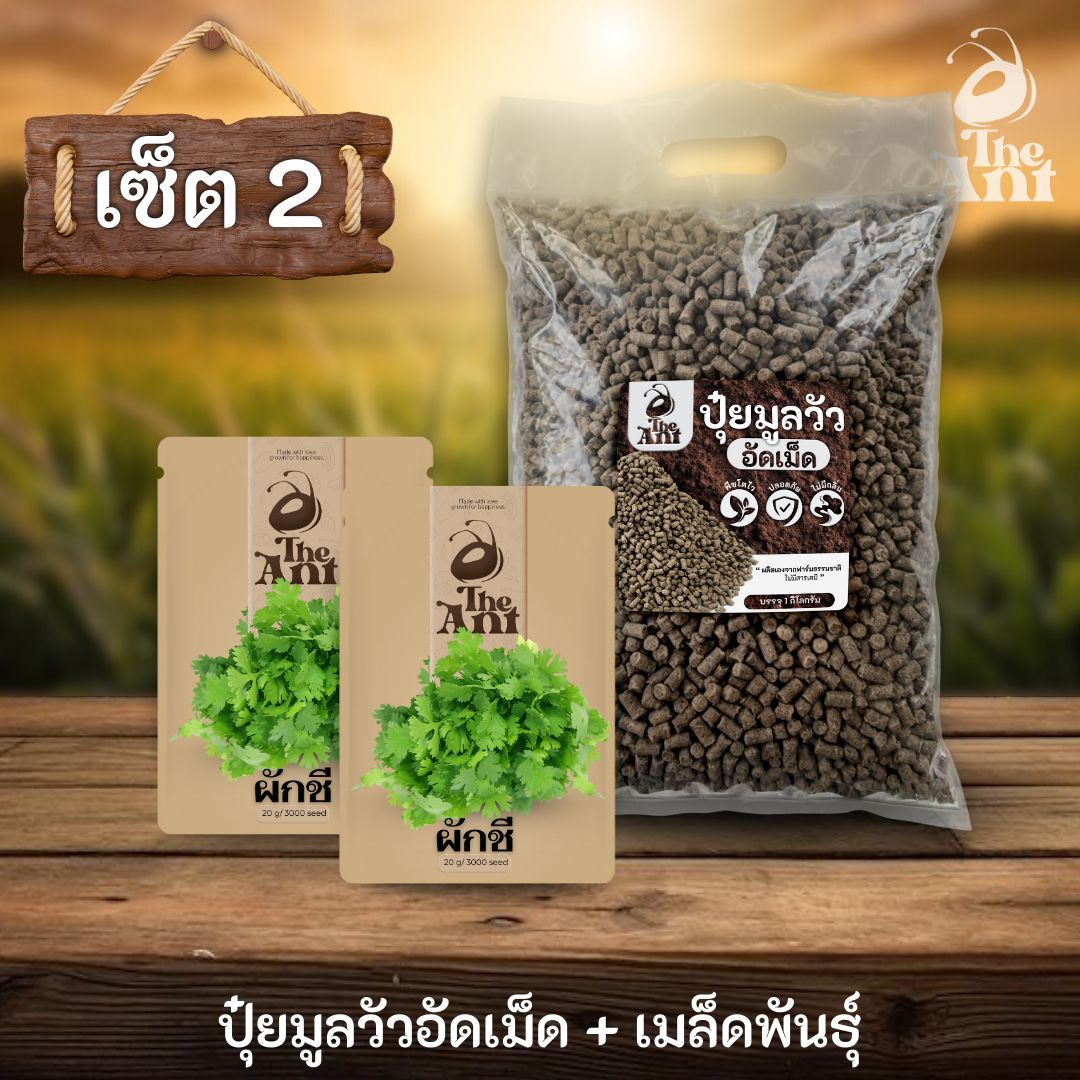 ชุดเซตปลูกผัก เมล็ดพันธุ์ผักชี 2 ซอง คู่ปุ๋ยมูลวัวอัดเม็ด 1 กก. - พืชโตไว ปลอดภัย ไร้กลิ่น