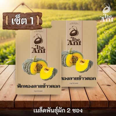 ( ซื้อ 1 แถม 1 ) เมล็ดพันธุ์ฟักทองลายข้าวตอก