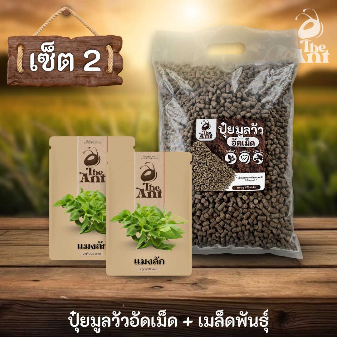 ชุดเซตปลูกผัก เมล็ดพันธุ์แมงลัก 2 ซอง คู่ปุ๋ยมูลวัวอัดเม็ด 1 กก. - พืชโตไว ปลอดภัย ไร้กลิ่น