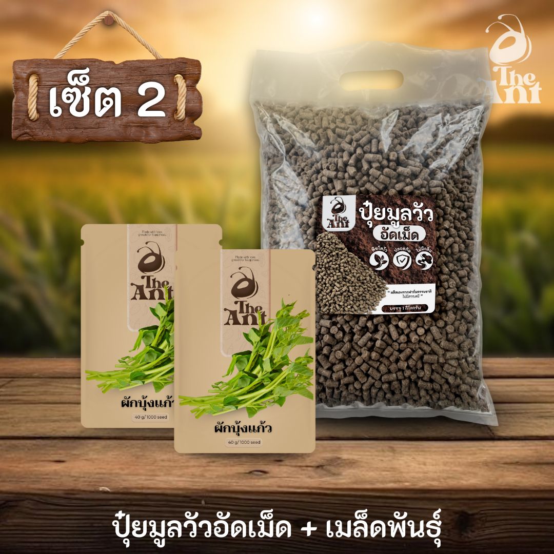 ชุดเซตปลูกผัก เมล็ดพันธุ์ผักบุ้งแก้ว 2 ซอง คู่ปุ๋ยมูลวัวอัดเม็ด 1 กก. - พืชโตไว ปลอดภัย ไร้กลิ่น
