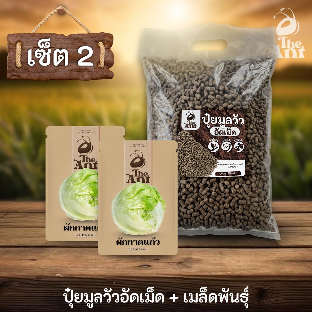 ชุดเซตปลูกผัก เมล็ดพันธุ์ผักกาดแก้ว 2 ซอง คู่ปุ๋ยมูลวัวอัดเม็ด 1 กก. - พืชโตไว ปลอดภัย ไร้กลิ่น