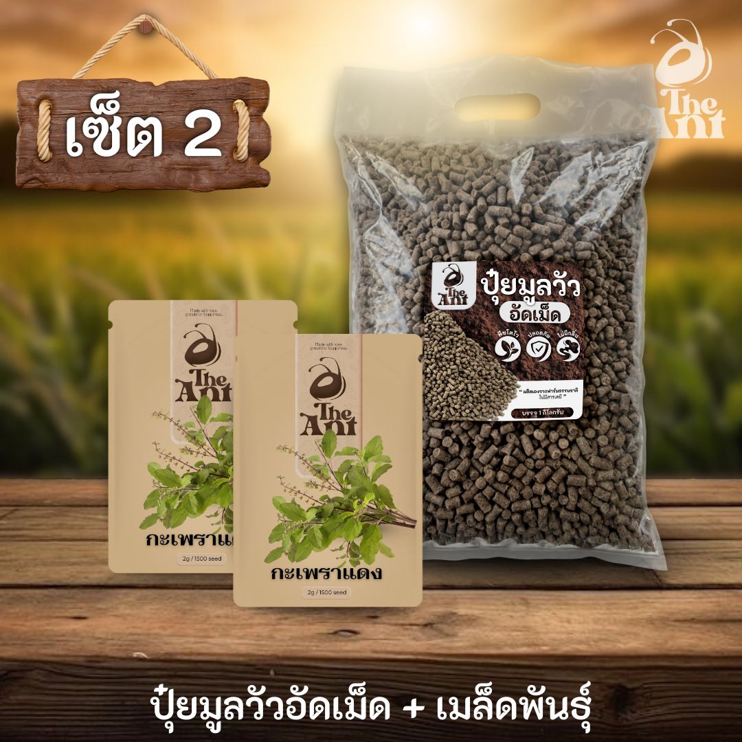 ชุดเซตปลูกผัก เมล็ดพันธุ์กะเพราแดง 2 ซอง คู่ปุ๋ยมูลวัวอัดเม็ด 1 กก. - พืชโตไว ปลอดภัย ไร้กลิ่น