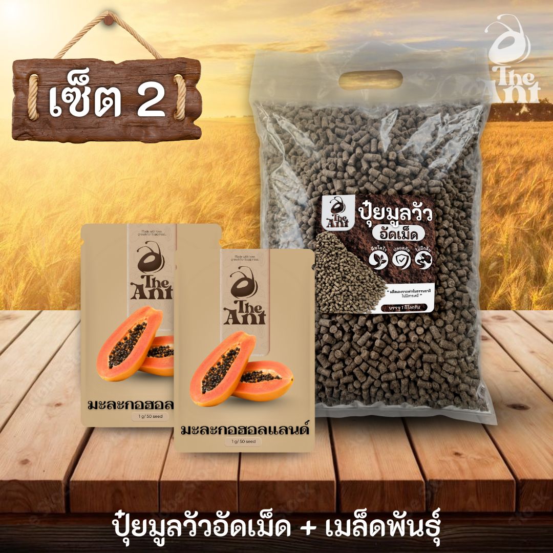 ชุดเซตปลูกผัก เมล็ดพันธุ์มะละกอฮอลแลนด์ 2 ซอง คู่ปุ๋ยมูลวัวอัดเม็ด 1 กก. - พืชโตไว ปลอดภัย ไร้กลิ่น