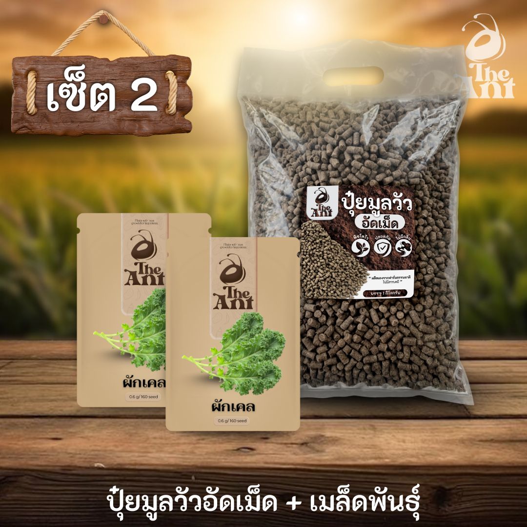 ชุดเซตปลูกผัก เมล็ดพันธุ์ผักเคล 2 ซอง คู่ปุ๋ยมูลวัวอัดเม็ด 1 กก. - พืชโตไว ปลอดภัย ไร้กลิ่น