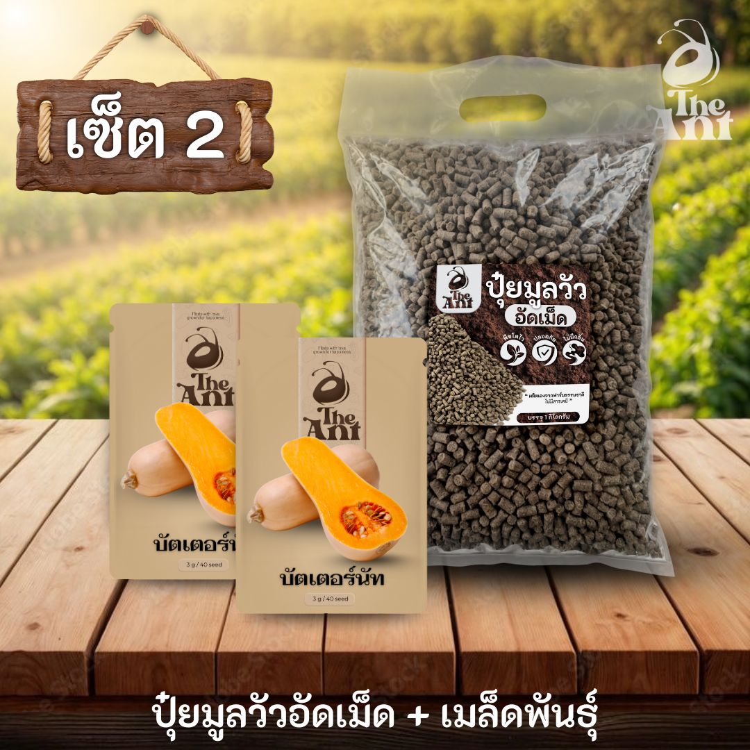 ชุดเซตปลูกผัก เมล็ดพันธุ์บัตเตอร์นัท 2 ซอง คู่ปุ๋ยมูลวัวอัดเม็ด 1 กก. - พืชโตไว ปลอดภัย ไร้กลิ่น