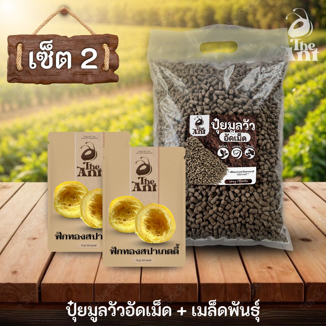 ชุดเซตปลูกผัก เมล็ดพันธุ์ฟักทองสปาเกตตี้ 2 ซอง คู่ปุ๋ยมูลวัวอัดเม็ด 1 กก. - พืชโตไว ปลอดภัย ไร้กลิ่น