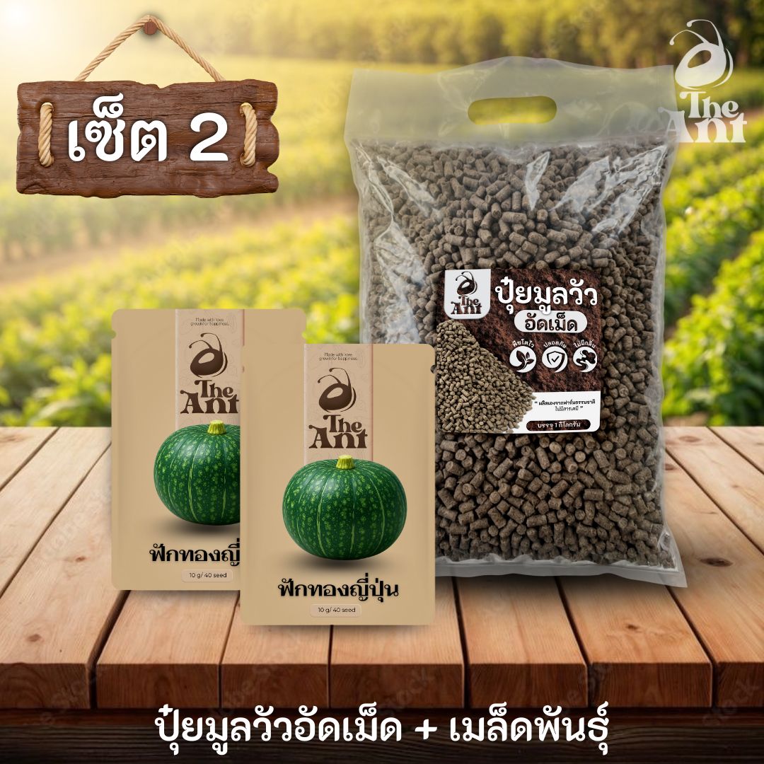ชุดเซตปลูกผัก เมล็ดพันธุ์ฟักทองญี่ปุ่น 2 ซอง คู่ปุ๋ยมูลวัวอัดเม็ด 1 กก. - พืชโตไว ปลอดภัย ไร้กลิ่น