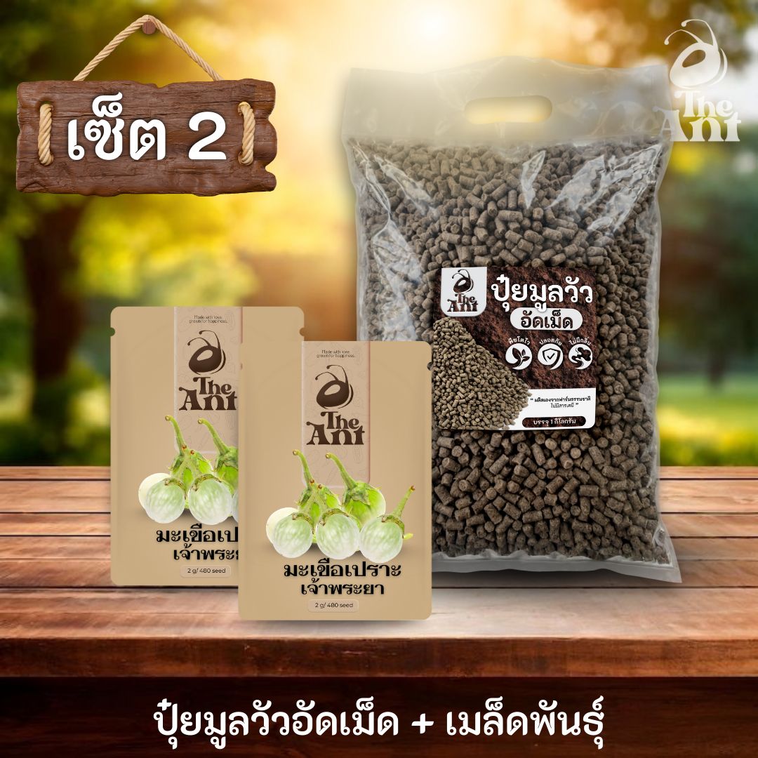 ชุดเซตปลูกผัก เมล็ดพันธุ์มะเขือเปราะเจ้าพระยา 2 ซอง คู่ปุ๋ยมูลวัวอัดเม็ด 1 กก. - พืชโตไว ปลอดภัย ไร้กลิ่น