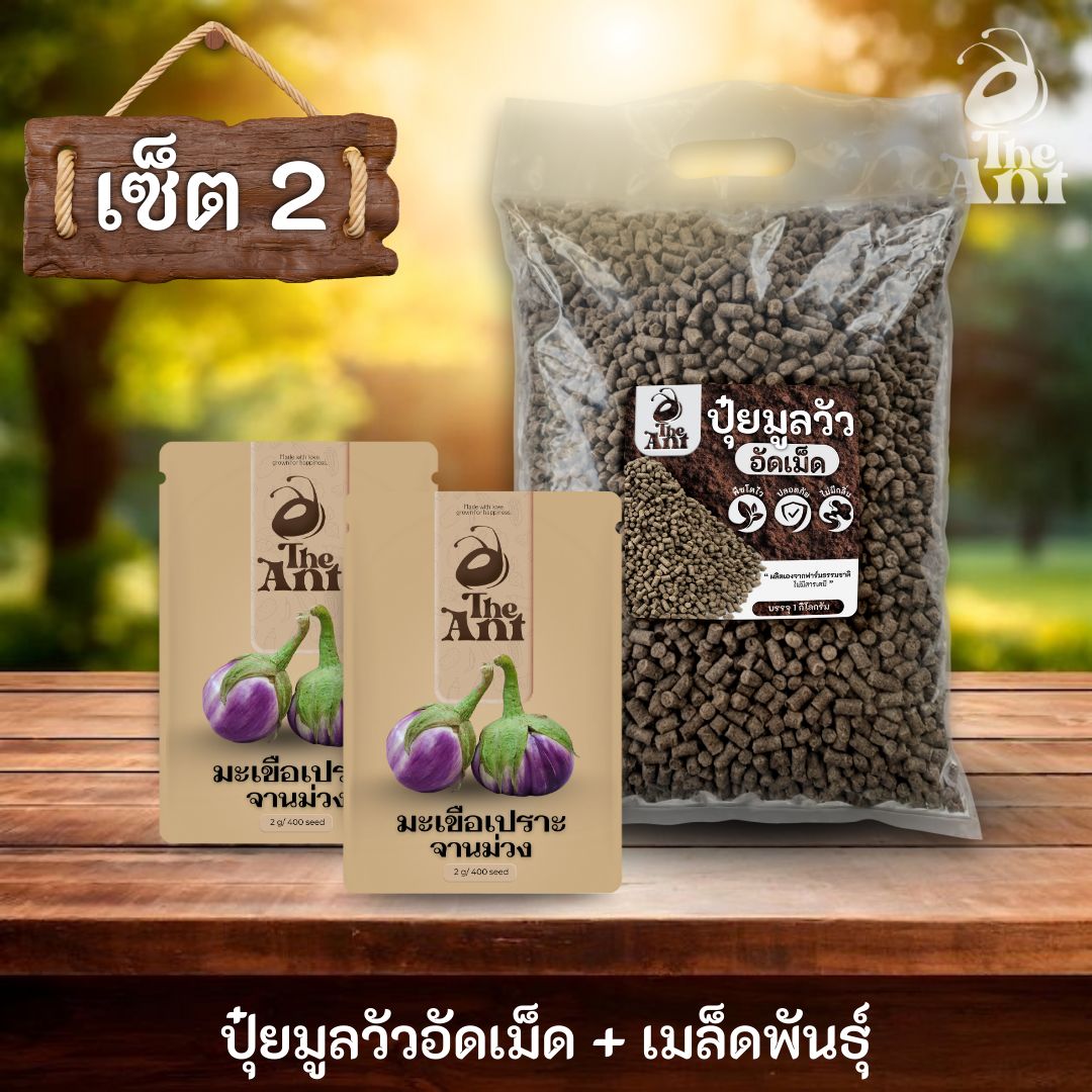 ชุดเซตปลูกผัก เมล็ดพันธุ์มะเขือเปราะจานม่วง 2 ซอง คู่ปุ๋ยมูลวัวอัดเม็ด 1 กก. - พืชโตไว ปลอดภัย ไร้กลิ่น