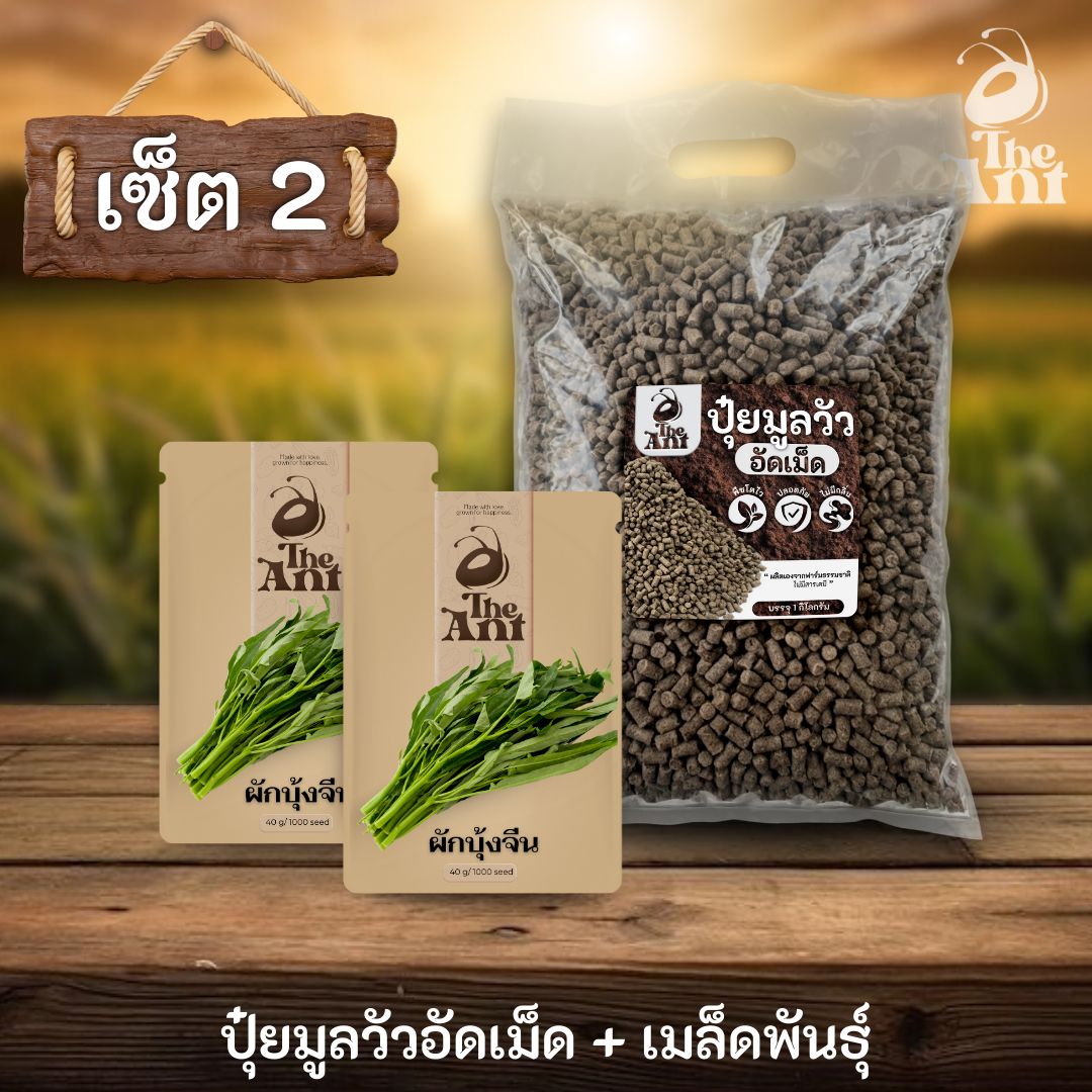 ชุดเซตปลูกผัก เมล็ดพันธุ์ผักบุ้งจีน 2 ซอง คู่ปุ๋ยมูลวัวอัดเม็ด 1 กก. - พืชโตไว ปลอดภัย ไร้กลิ่น