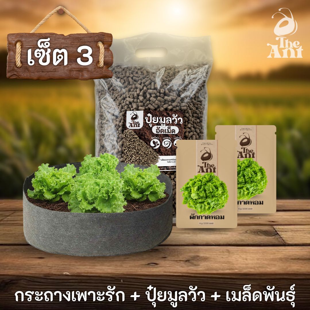 ชุดพร้อมปลูกผักกาดหอมครบวงจร - กระถางผ้าแบนระบายอากาศ + ปุ๋ยมูลวัวอัดเม็ด 1 กก. + เมล็ดพันธุ์ 2 ซอง