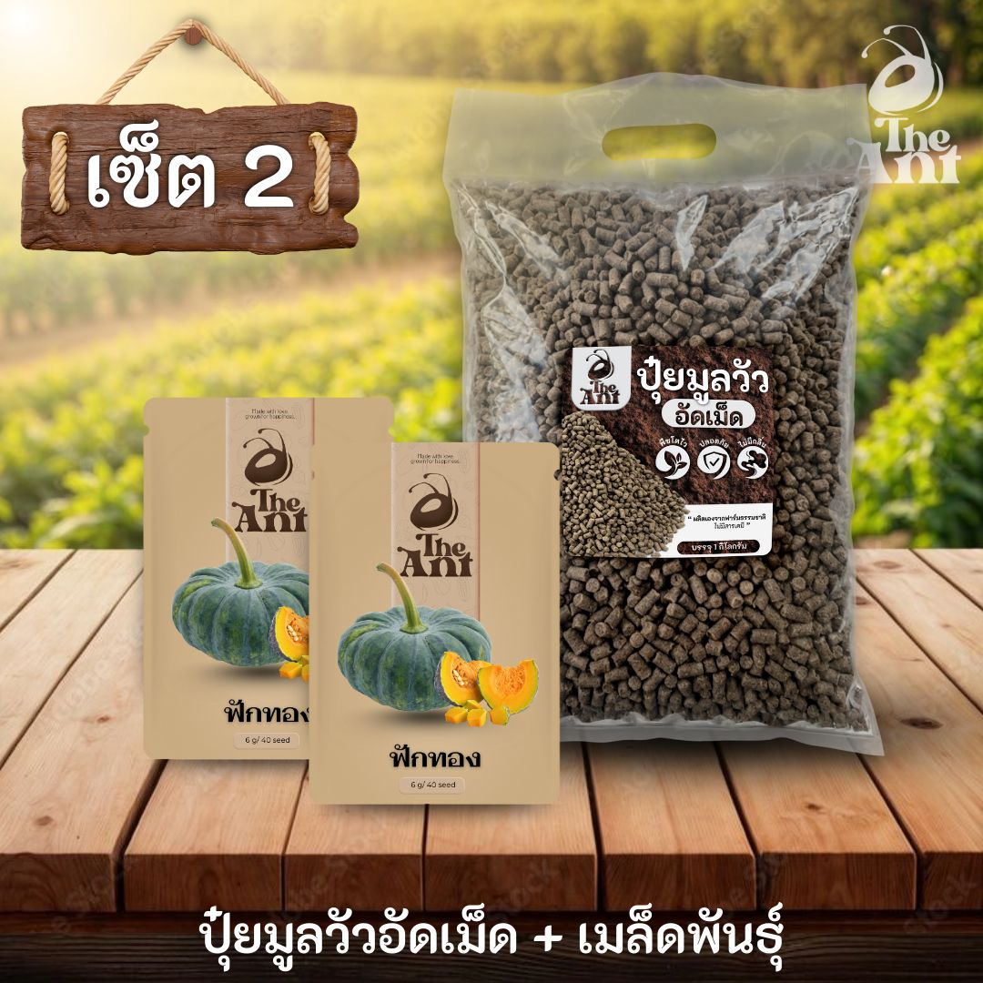 ชุดเซตปลูกผัก เมล็ดพันธุ์ฟักทอง 2 ซอง คู่ปุ๋ยมูลวัวอัดเม็ด 1 กก. - พืชโตไว ปลอดภัย ไร้กลิ่น