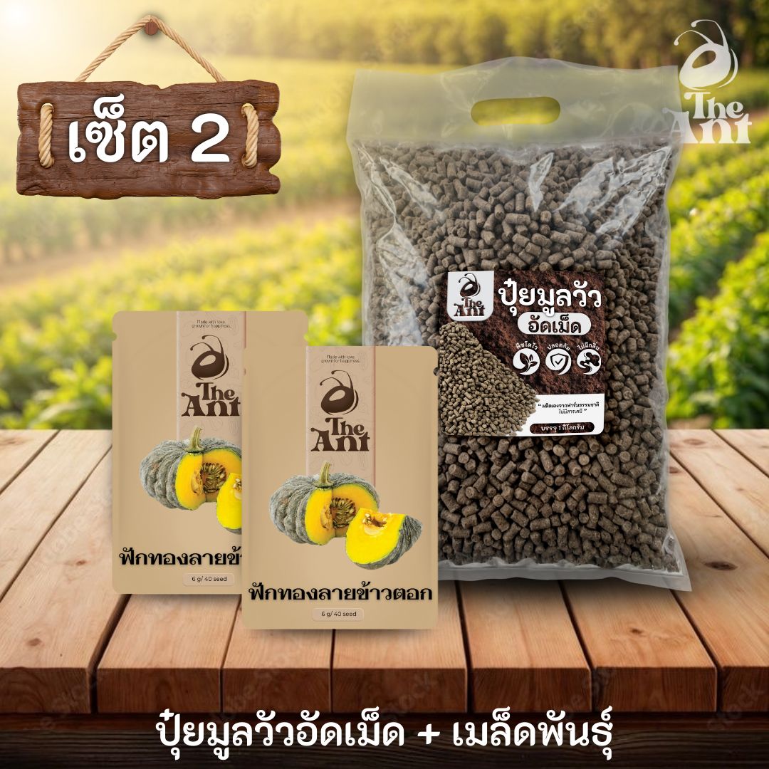 ชุดเซตปลูกผัก เมล็ดพันธุ์ฟักทองลายข้าวตอก 2 ซอง คู่ปุ๋ยมูลวัวอัดเม็ด 1 กก. - พืชโตไว ปลอดภัย ไร้กลิ่น