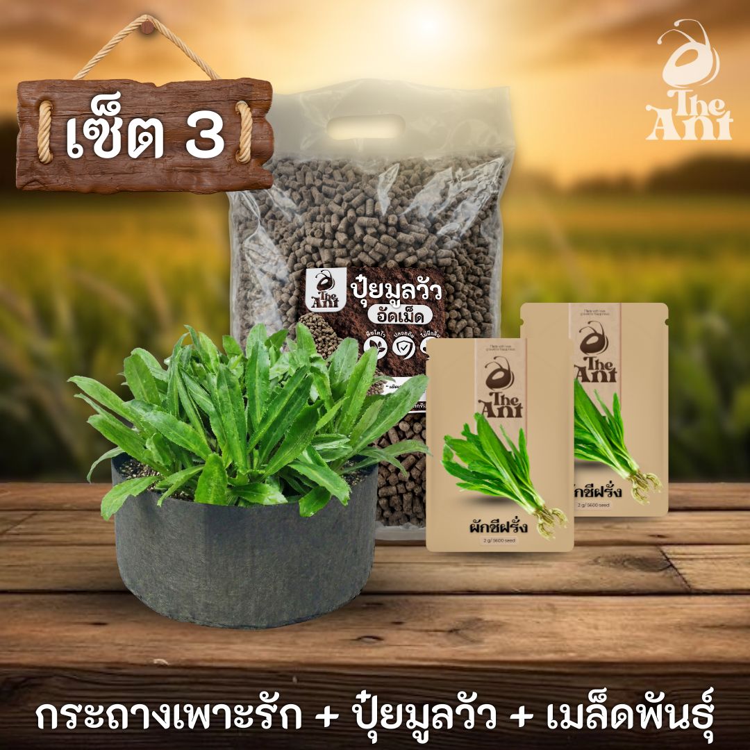 ชุดพร้อมปลูกผักชีฝรั่งครบวงจร - กระถางผ้าแบนระบายอากาศ + ปุ๋ยมูลวัวอัดเม็ด 1 กก. + เมล็ดพันธุ์ 2 ซอง