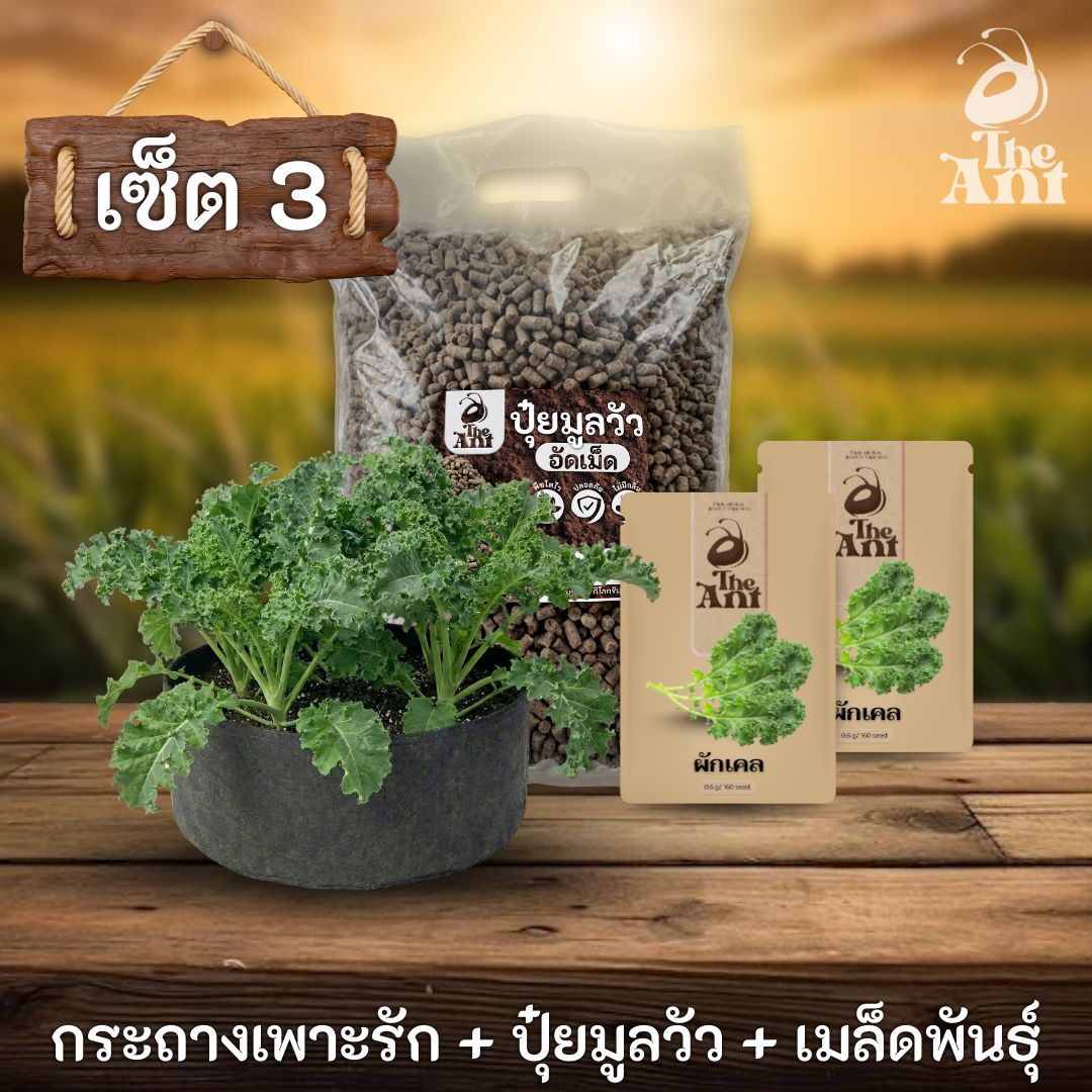 ชุดพร้อมปลูกผักเคลครบวงจร - กระถางผ้าแบนระบายอากาศ + ปุ๋ยมูลวัวอัดเม็ด 1 กก. + เมล็ดพันธุ์ 2 ซอง