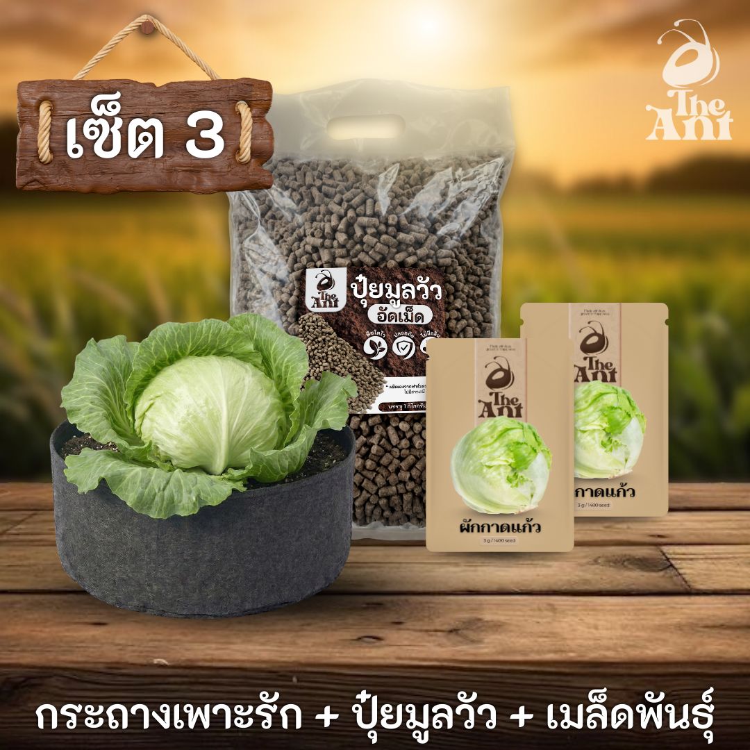 ชุดพร้อมปลูกผักกาดแก้วครบวงจร - กระถางผ้าแบนระบายอากาศ + ปุ๋ยมูลวัวอัดเม็ด 1 กก. + เมล็ดพันธุ์ 2 ซอง
