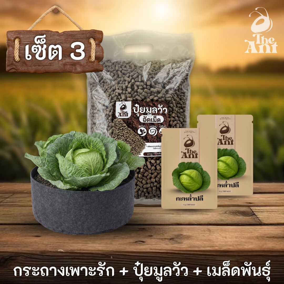 ชุดพร้อมปลูกกะหล่ำปลีครบวงจร - กระถางผ้าแบนระบายอากาศ + ปุ๋ยมูลวัวอัดเม็ด 1 กก. + เมล็ดพันธุ์ 2 ซอง