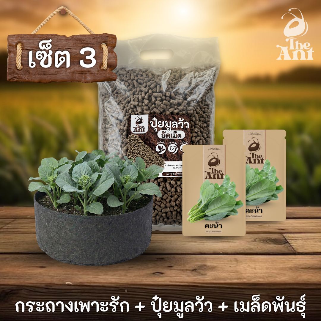 ชุดพร้อมปลูกคะน้าฮ่องกงครบวงจร - กระถางผ้าแบนระบายอากาศ + ปุ๋ยมูลวัวอัดเม็ด 1 กก. + เมล็ดพันธุ์ 2 ซอง