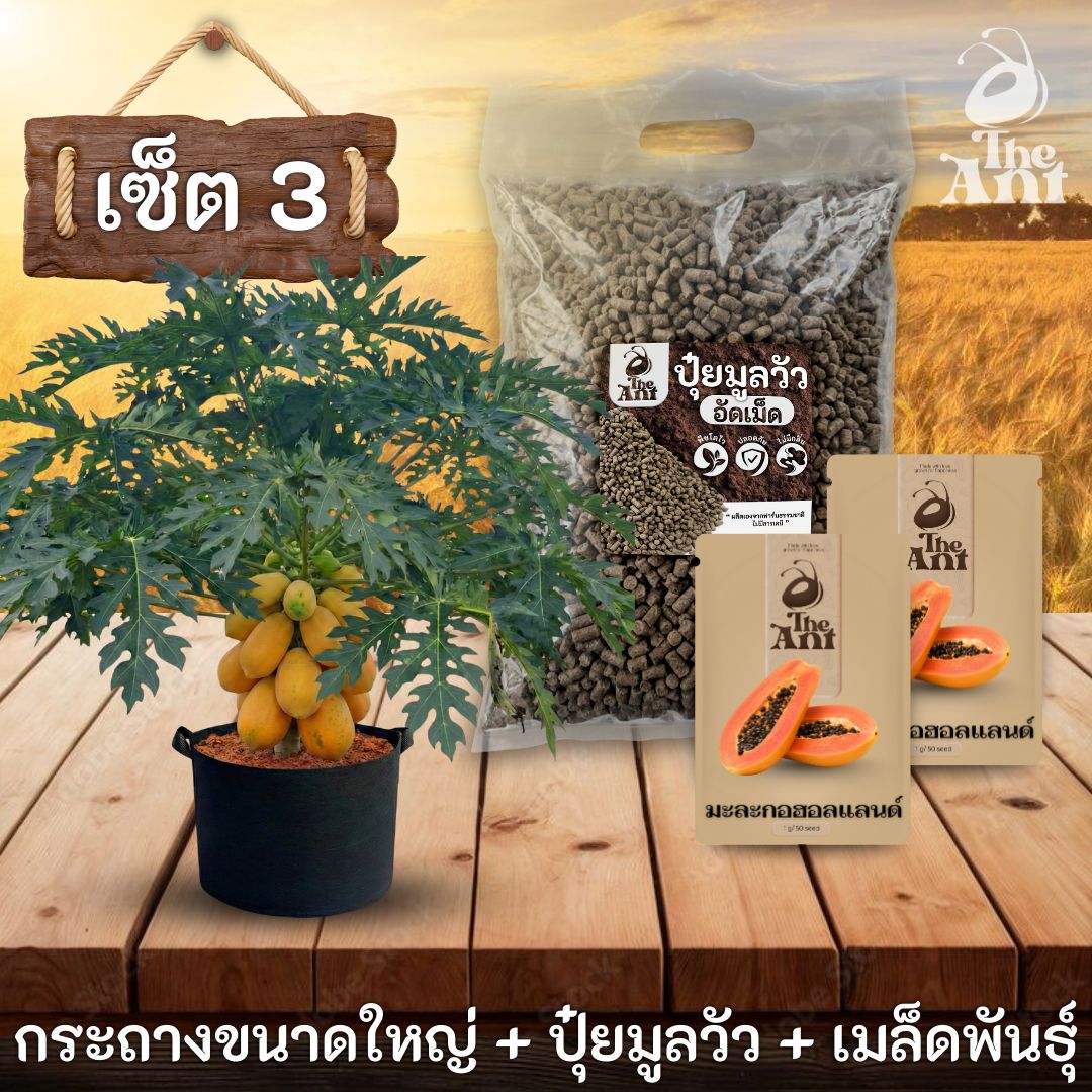 ชุดพร้อมปลูกมะละกอฮอลแลนด์ครบวงจร - กระถางผ้าแบนระบายอากาศ + ปุ๋ยมูลวัวอัดเม็ด 1 กก. + เมล็ดพันธุ์ 2 ซอง