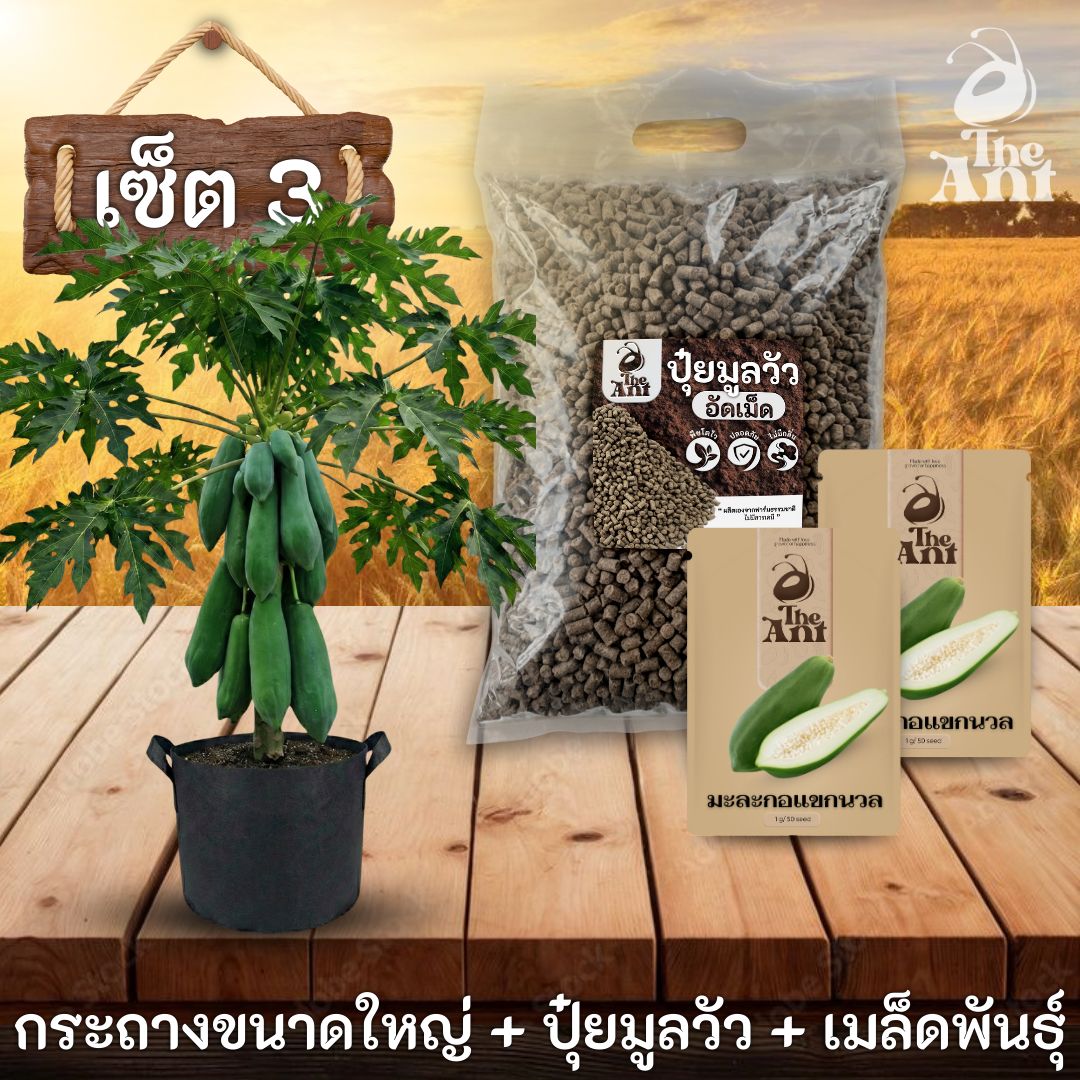 ชุดพร้อมปลูกมะละกอแขกนวลครบวงจร - กระถางผ้าแบนระบายอากาศ + ปุ๋ยมูลวัวอัดเม็ด 1 กก. + เมล็ดพันธุ์ 2 ซอง